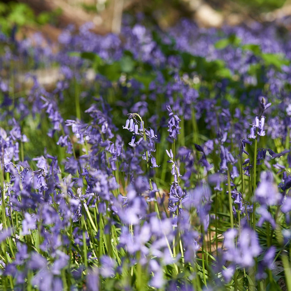SPRING HAS SPRUNG - Fawn Interior Designers Hampshire, Surrey, Sussex, London, Cotswolds